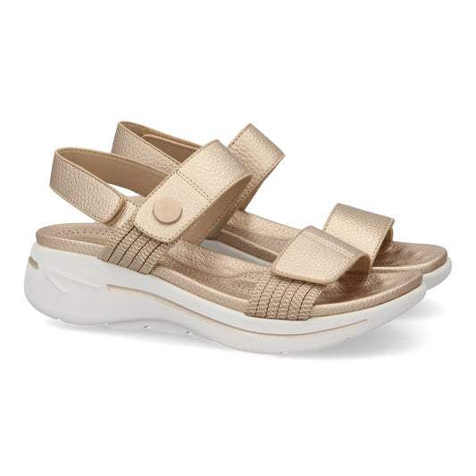 HLS-0692-Champan